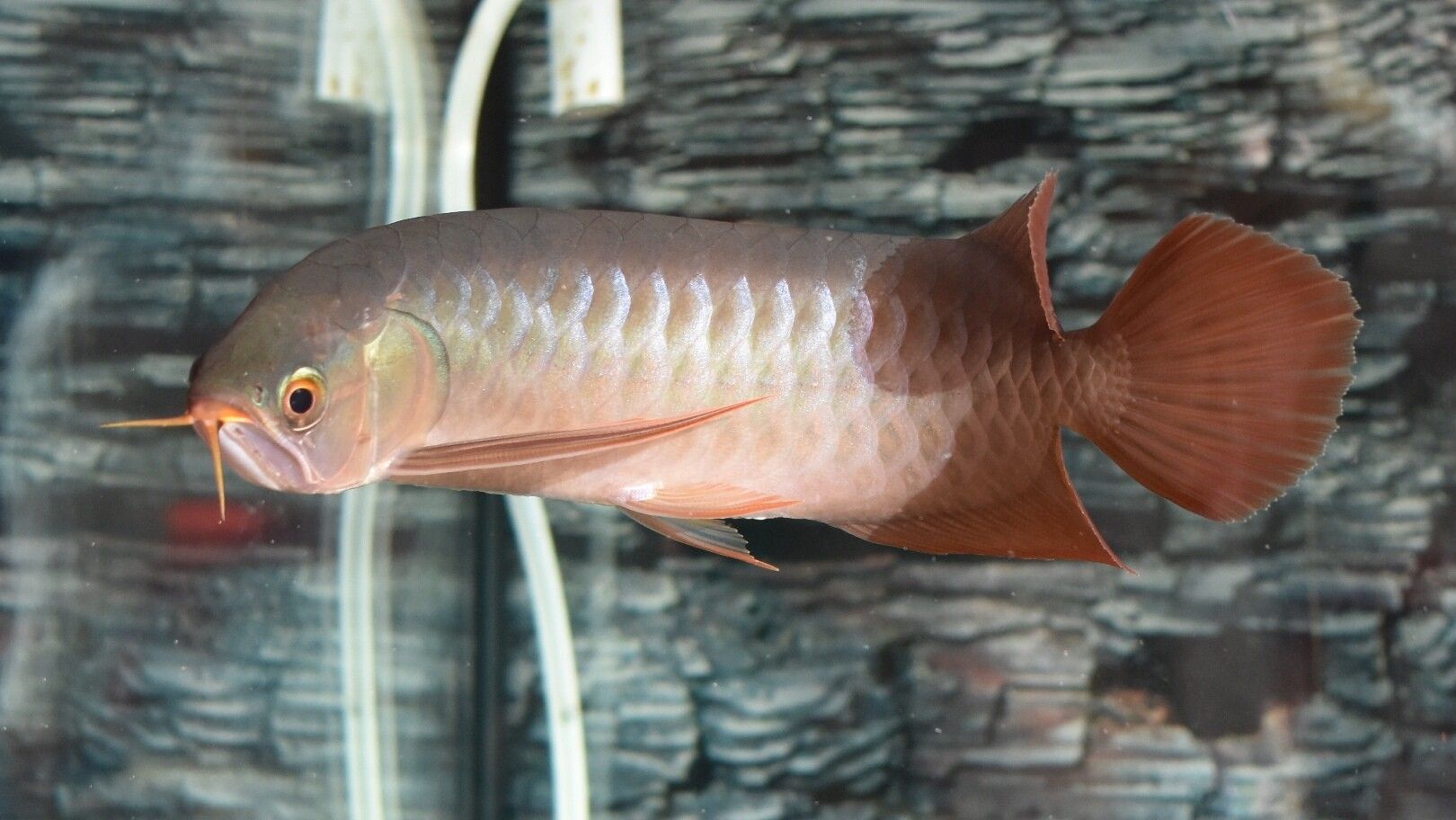 藍(lán)天水族館各位大神幫忙看看這是啥底色為啥只亮框 熱帶魚魚苗批發(fā) 第4張