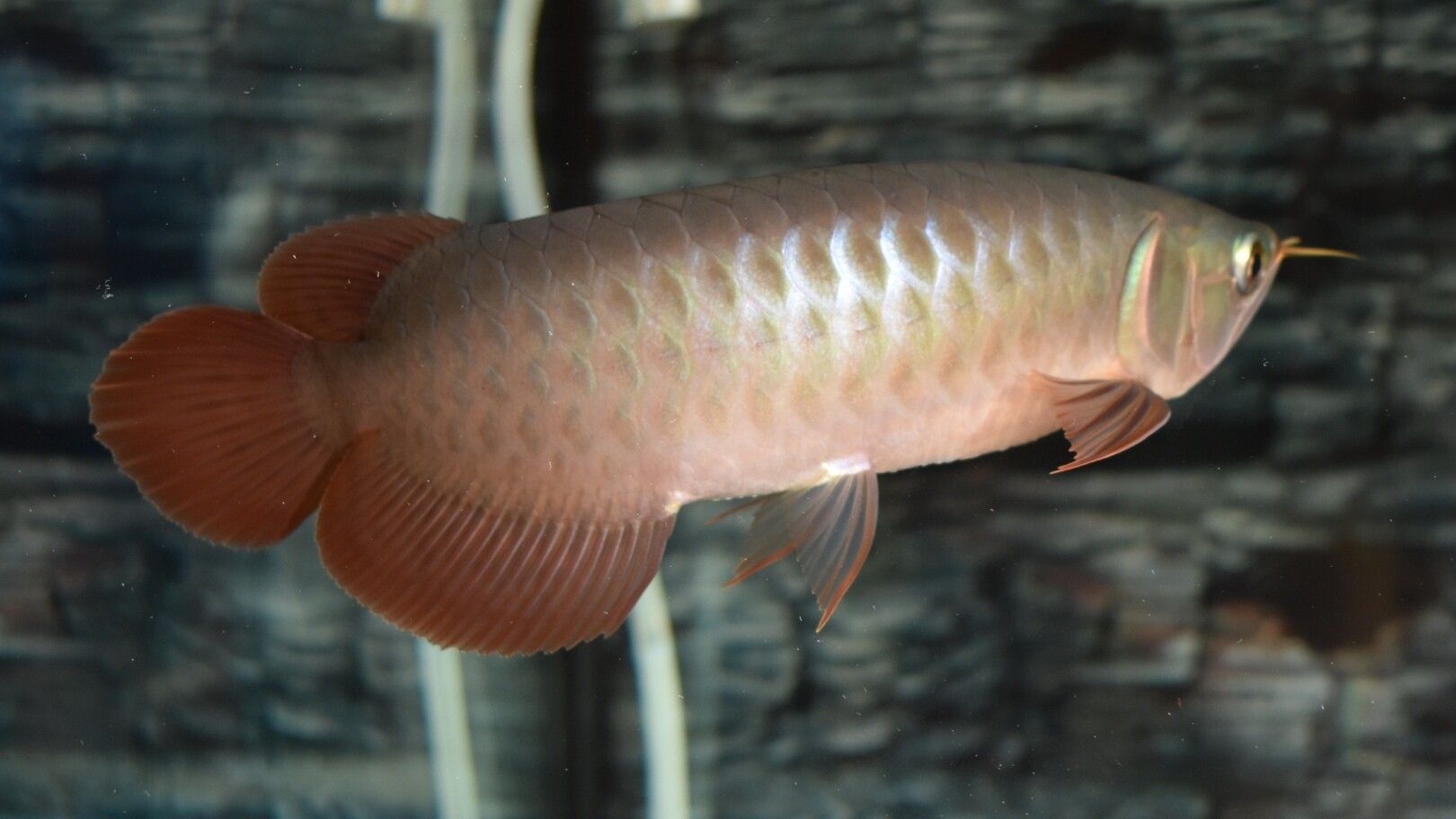 藍(lán)天水族館各位大神幫忙看看這是啥底色為啥只亮框 熱帶魚魚苗批發(fā) 第5張