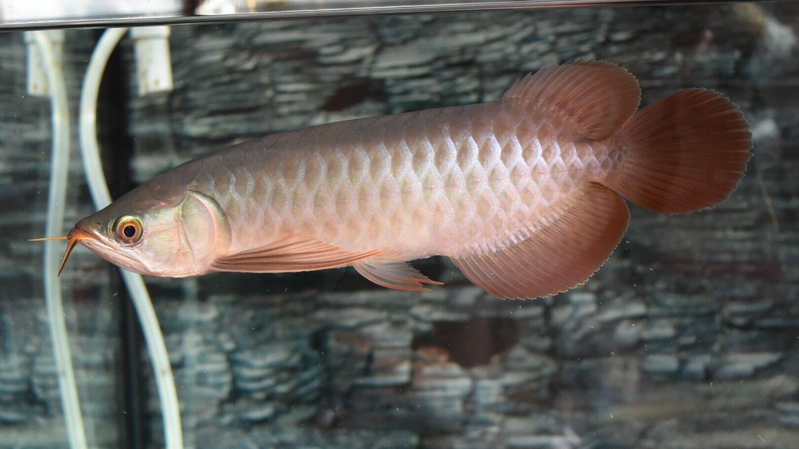 藍(lán)天水族館各位大神幫忙看看這是啥底色為啥只亮框 熱帶魚魚苗批發(fā) 第6張