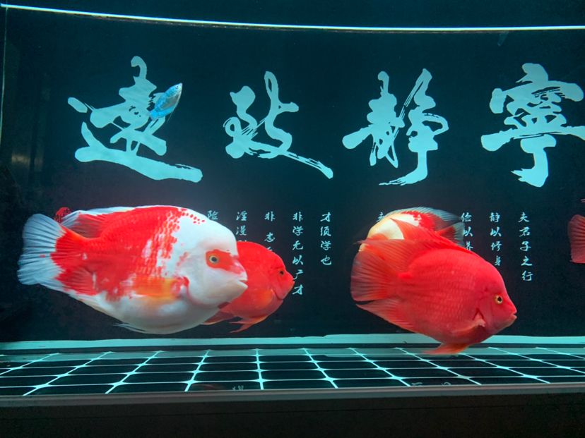 嘉峪關(guān)水族館沒辜負我一天喂那么多頓飯