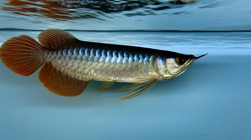 港務(wù)區(qū)觀賞魚市場潛力股 觀賞魚市場（混養(yǎng)魚） 第4張