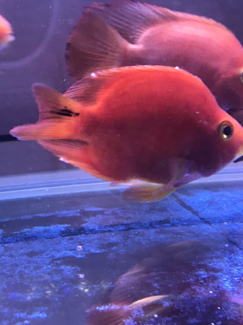 拉薩水族館鸚鵡魚魚鰭白色點