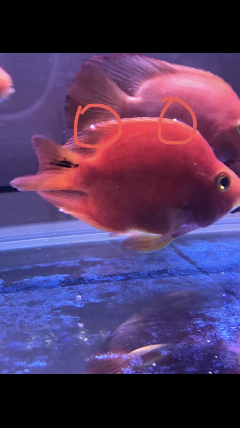 拉薩水族館鸚鵡魚魚鰭白色點 鸚鵡魚 第4張