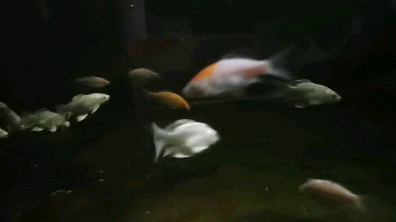 全部上手 大湖紅龍魚