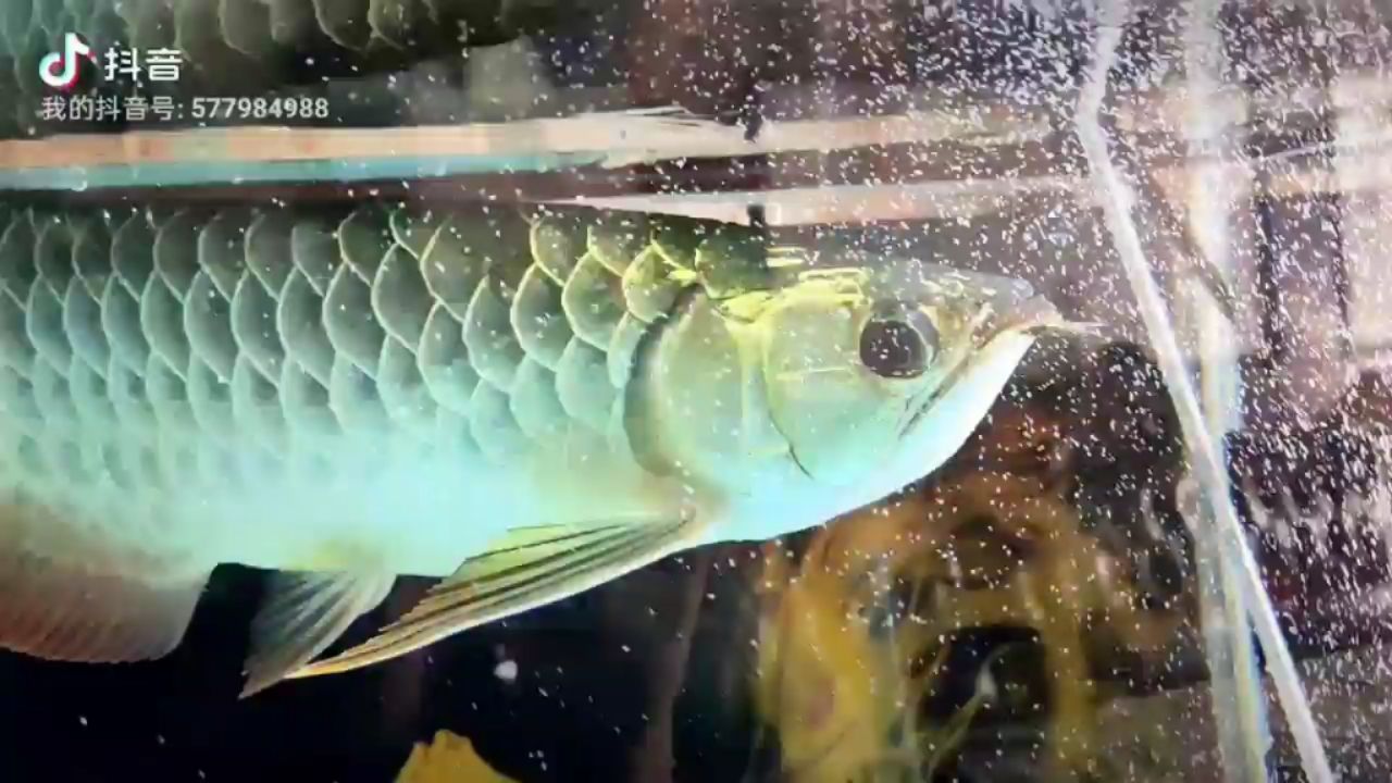 北京水族館剛買的小金龍 水族燈（魚缸燈） 第2張