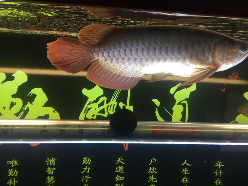 山南水族館龍魚之家圈