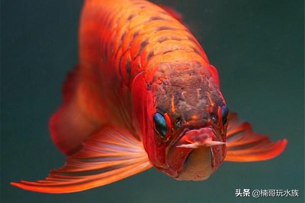 金龍魚寫真照片（金龍魚是一種非常受歡迎的觀賞魚，以其華麗的外觀和姿態(tài)著稱）