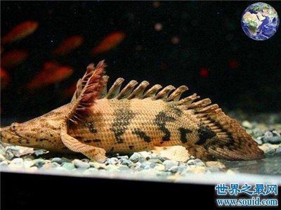 虎斑恐龍魚可以和什么魚一起養(yǎng)（虎斑恐龍魚可以與哪些魚類混養(yǎng)） 龍魚百科 第5張