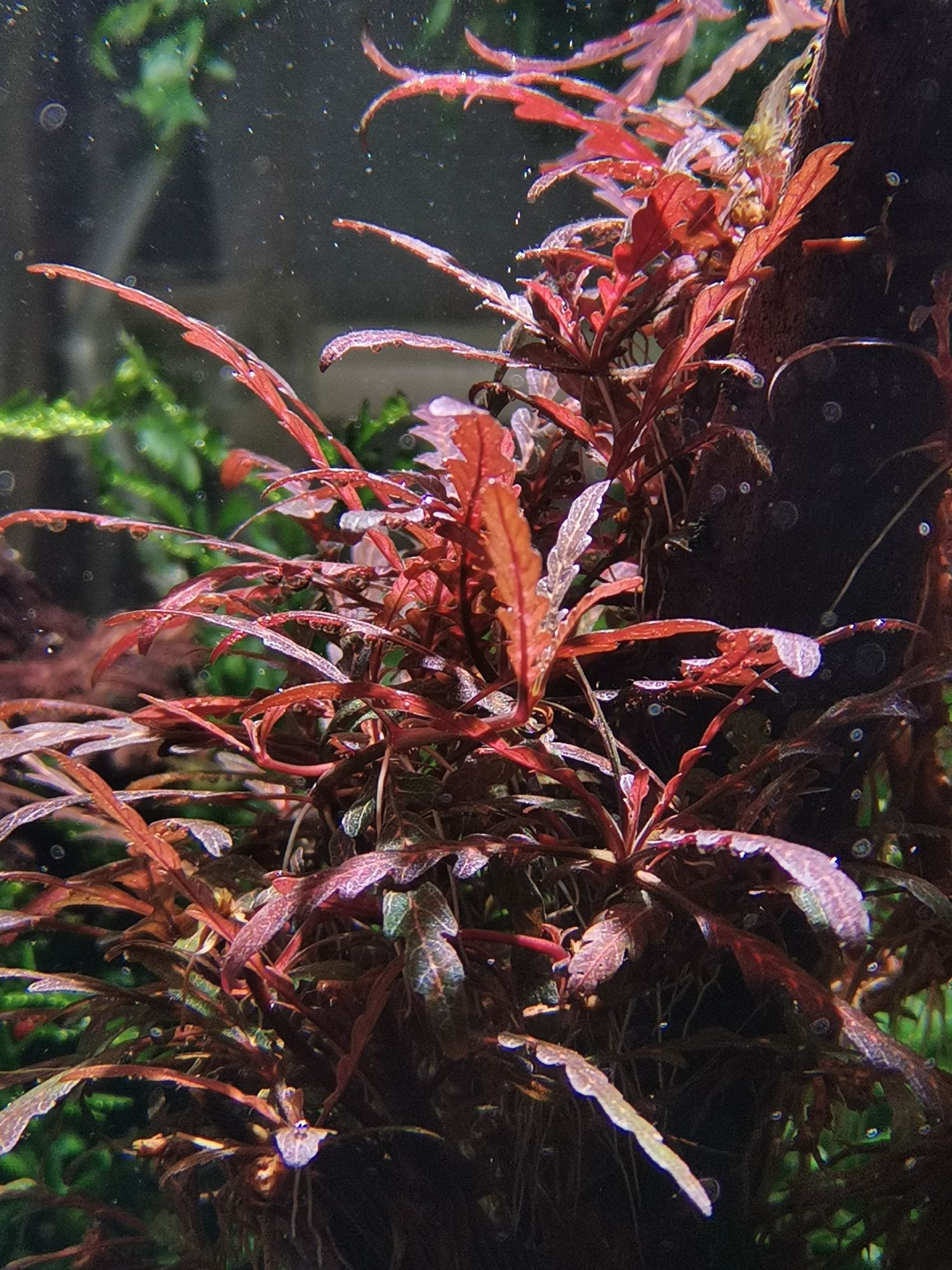 鶴壁水族館60缸