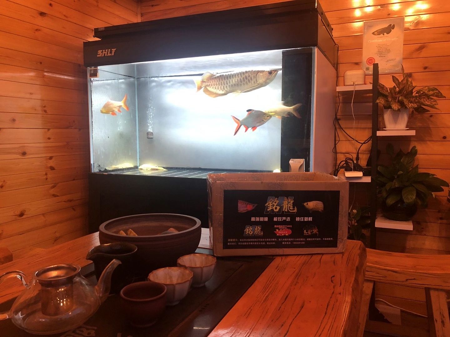 甘孜藏族自治州水族館麥穗本批次以全部售空 麥肯斯銀版魚(yú) 第6張