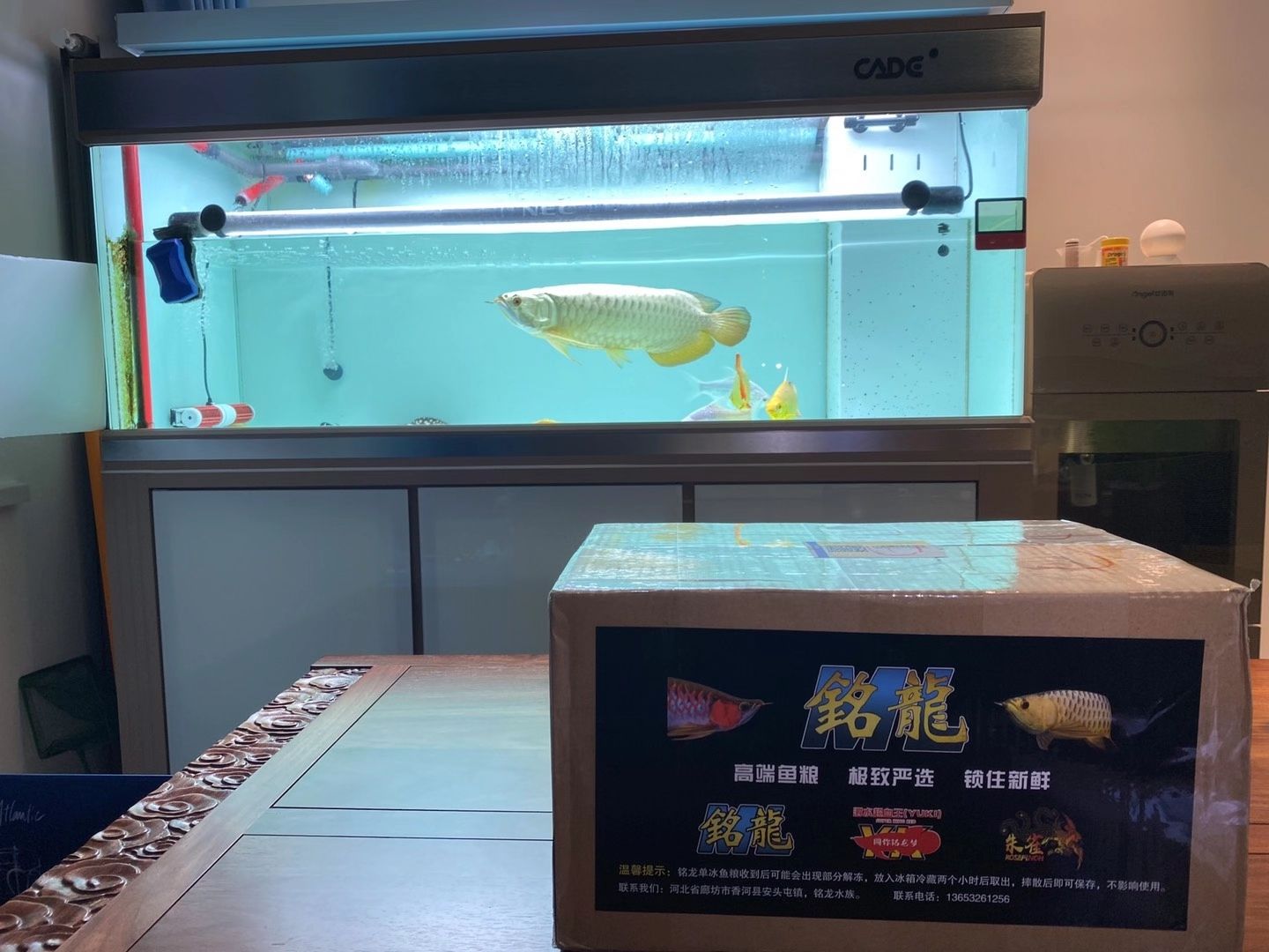 甘孜藏族自治州水族館麥穗本批次以全部售空 麥肯斯銀版魚(yú) 第8張