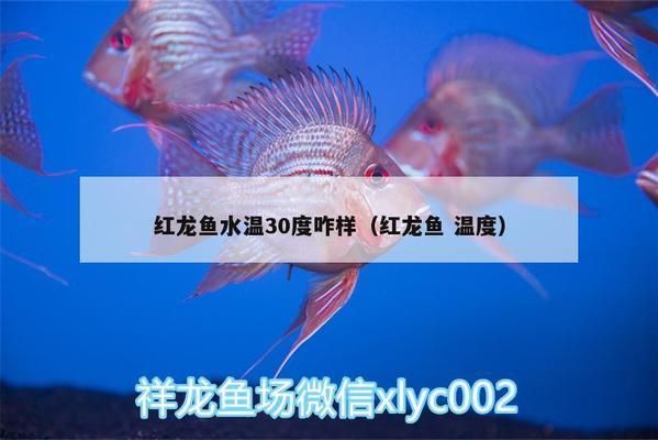 紅龍魚水溫30度咋樣（紅龍魚在30度水溫下喂食時(shí)需要注意水質(zhì)、食物和喂食量）