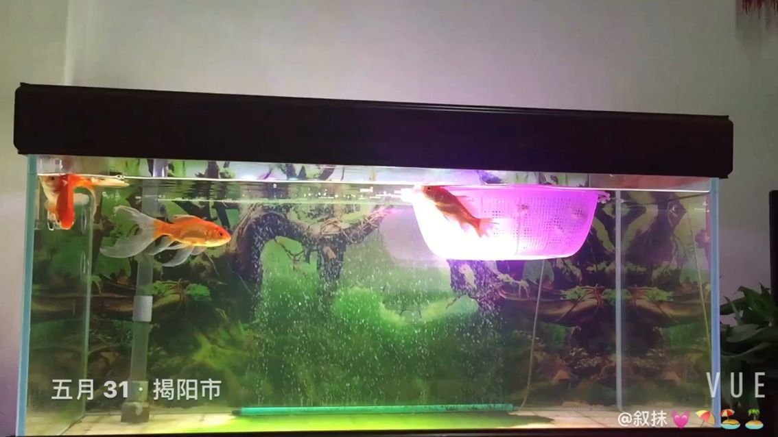 延安觀賞魚市場看看魚金魚圈