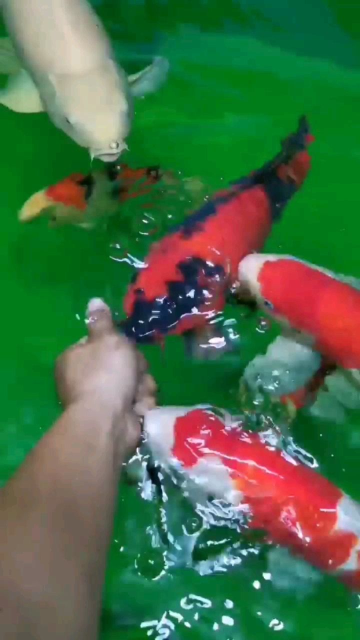 衡水水族館還是老魚感情深一點(diǎn)