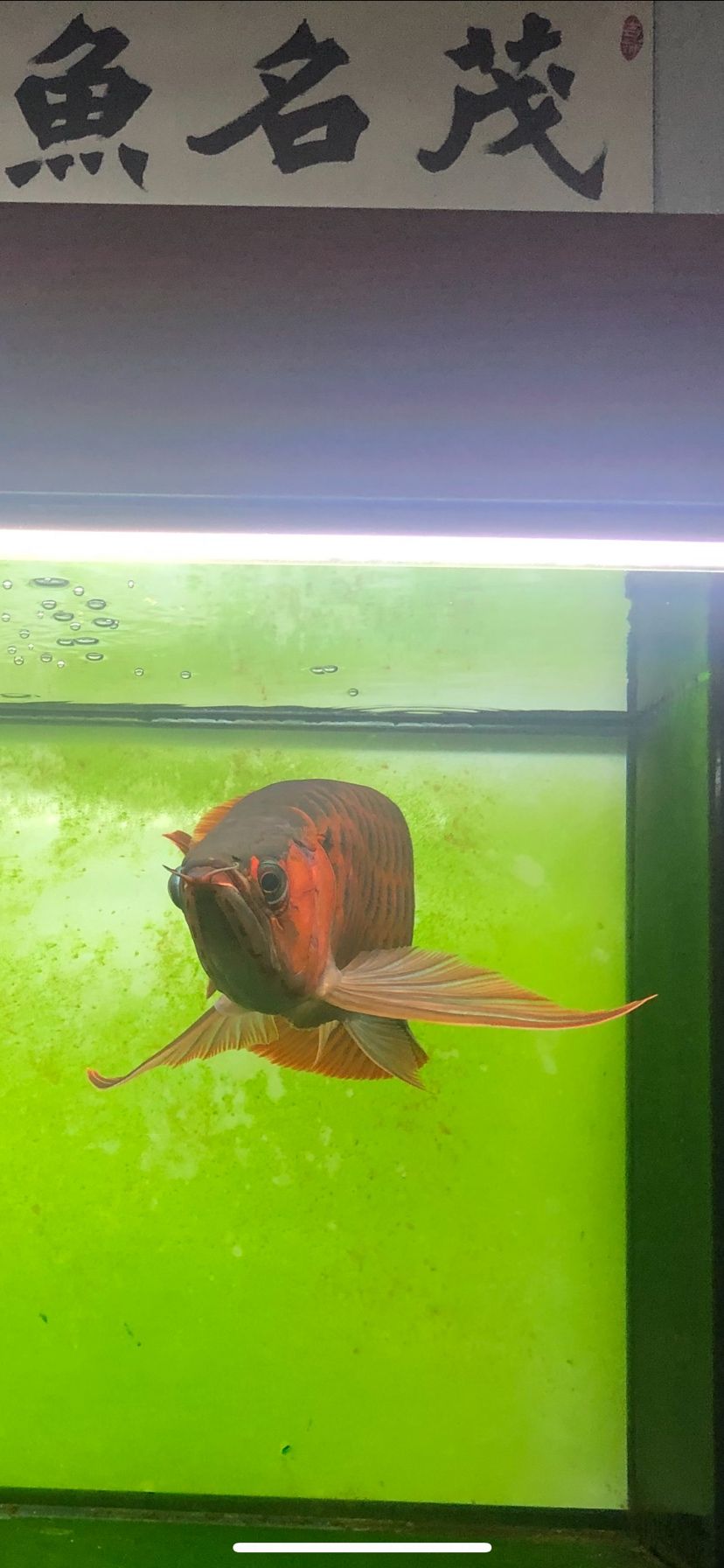 滁州水族館整天想著研究吃喝 新加坡號半紅龍魚（練手級紅龍魚） 第2張