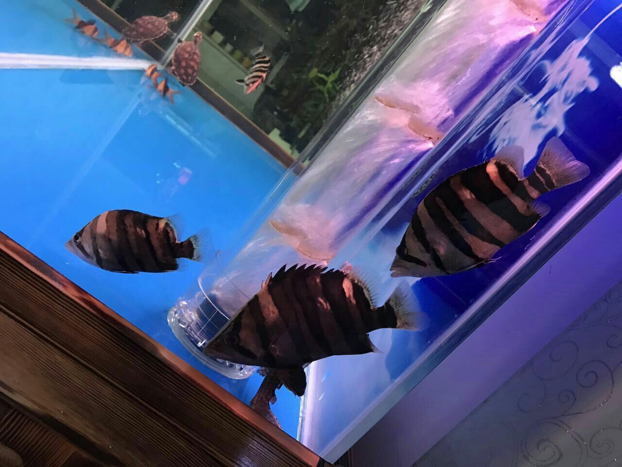 淮安水族館一群虎 埃及神仙魚 第2張