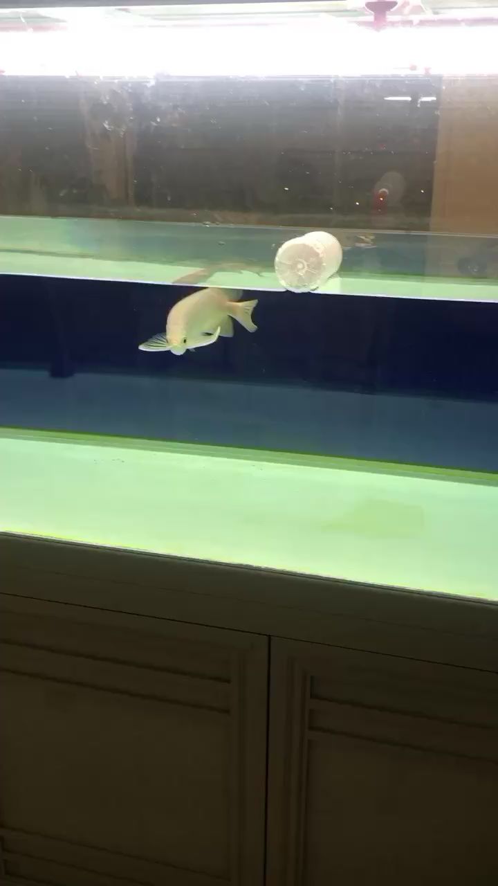 蘇州水族館下班的娛樂時間