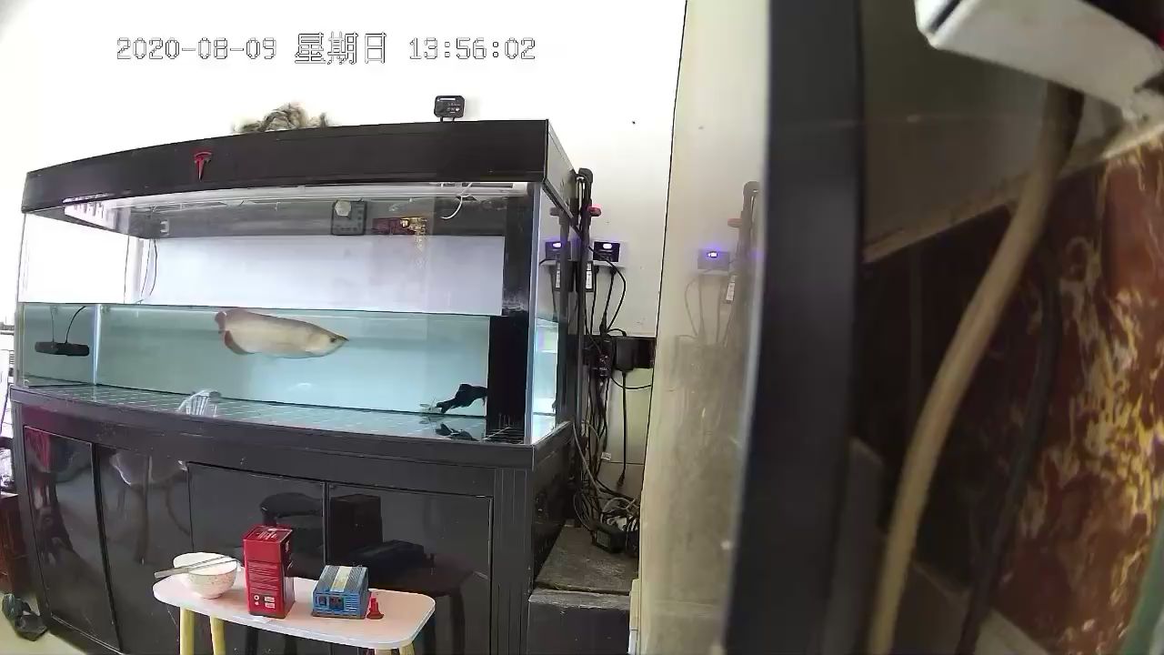 許昌觀賞魚市場外寄