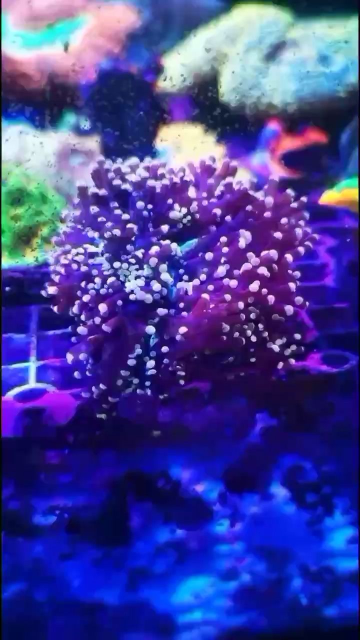 林芝水族館你告訴我這是卵 觀賞蝦蟹等飼料 第2張