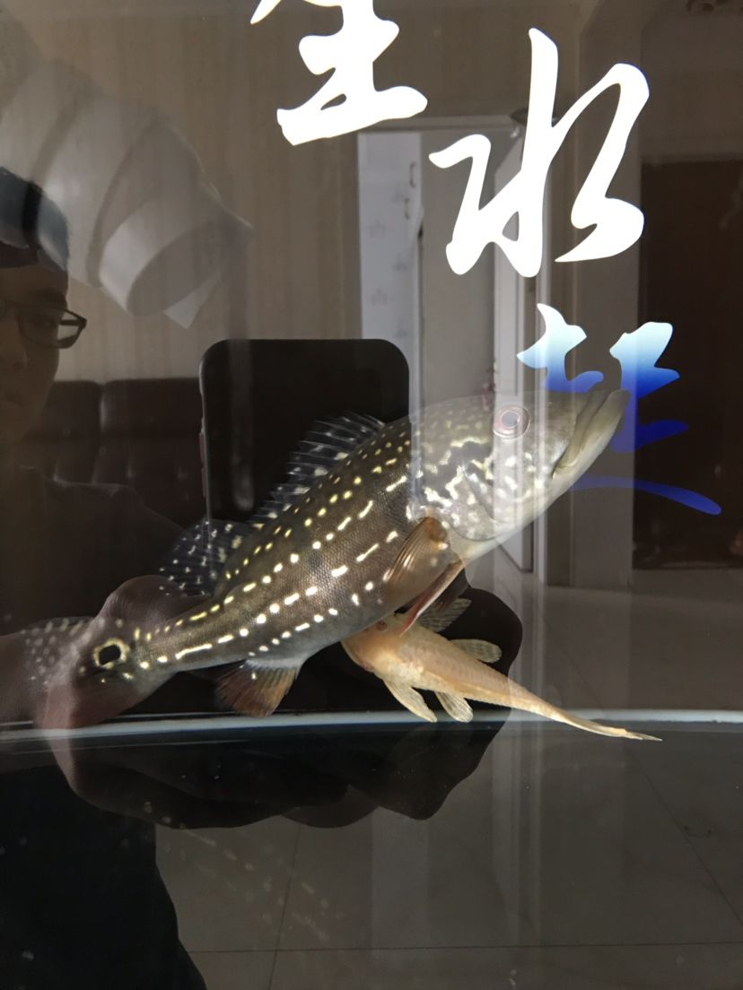 這帝王三間怎么了 帝王三間魚(yú) 第4張