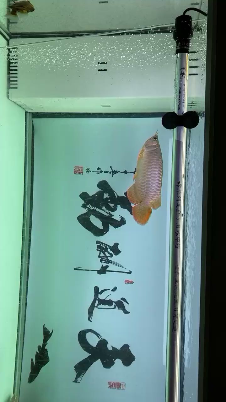 打卡上側(cè)燈第一天 狗仔（招財貓)魚苗