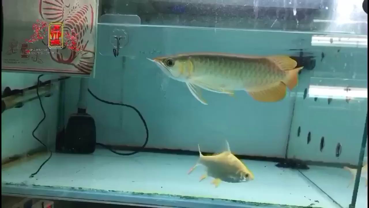 嘉興水族館皇宮VIP小紅龍形色兼?zhèn)? title=