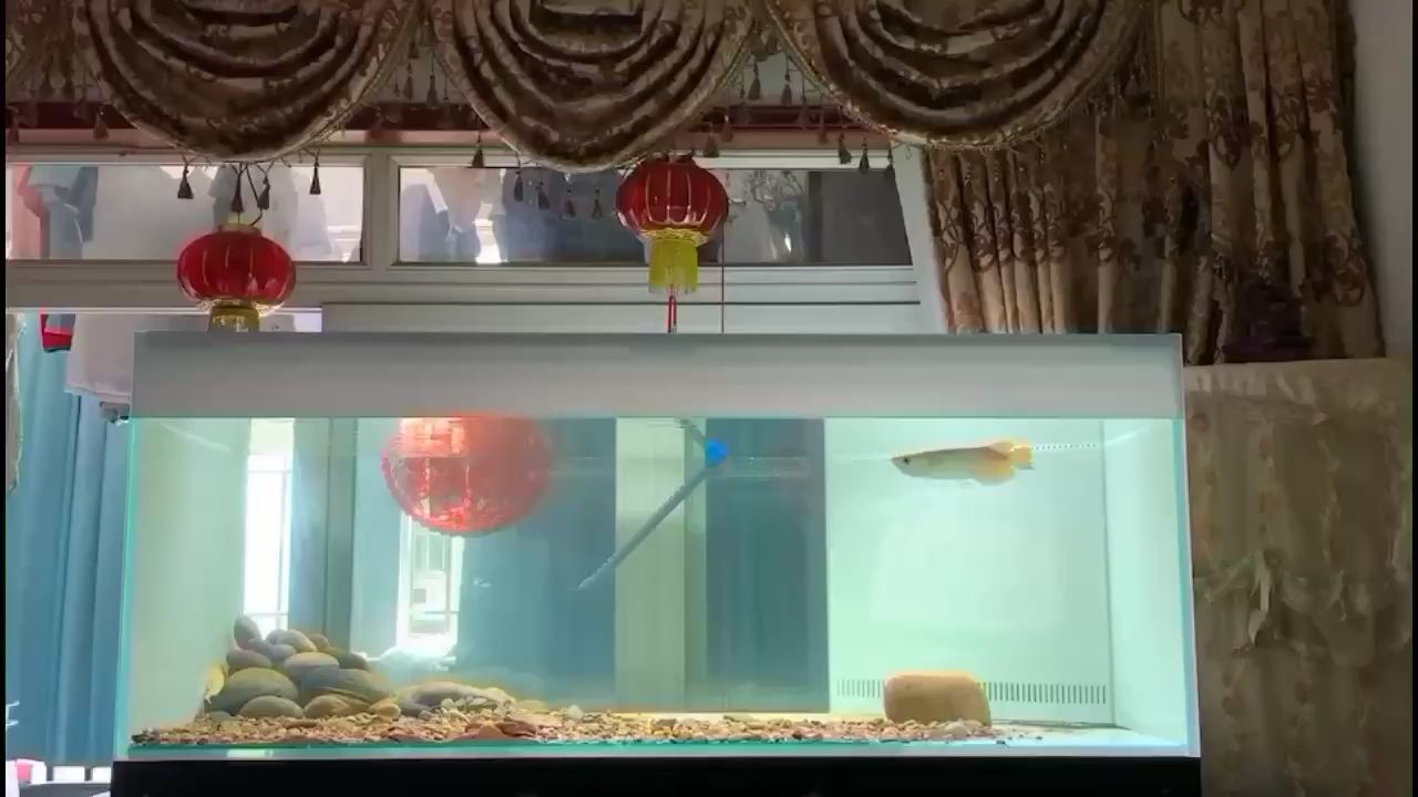 南寧水族館賜名龍八一 白寫錦鯉魚 第1張