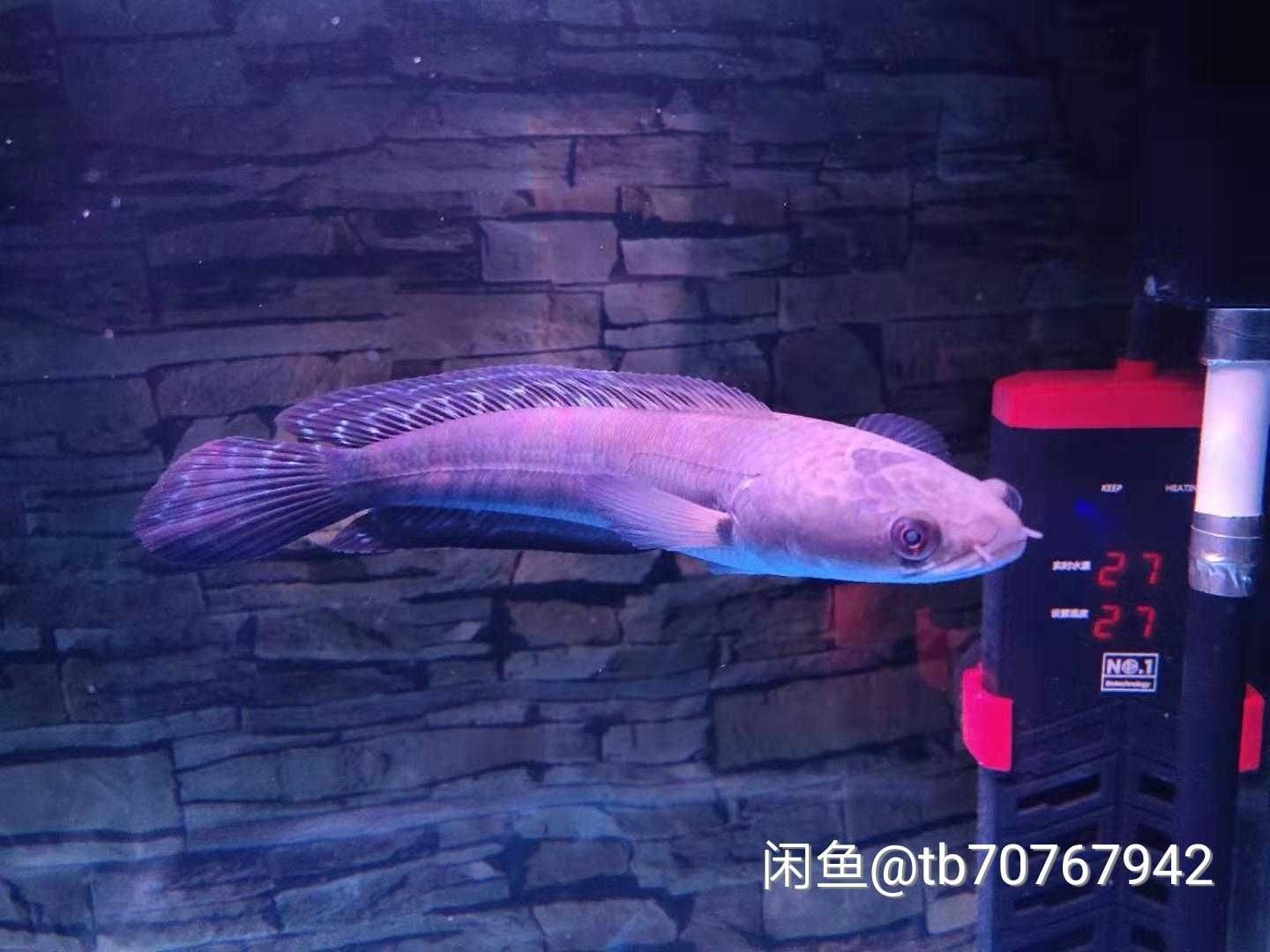 勞煩大家看看 虎魚百科 第2張