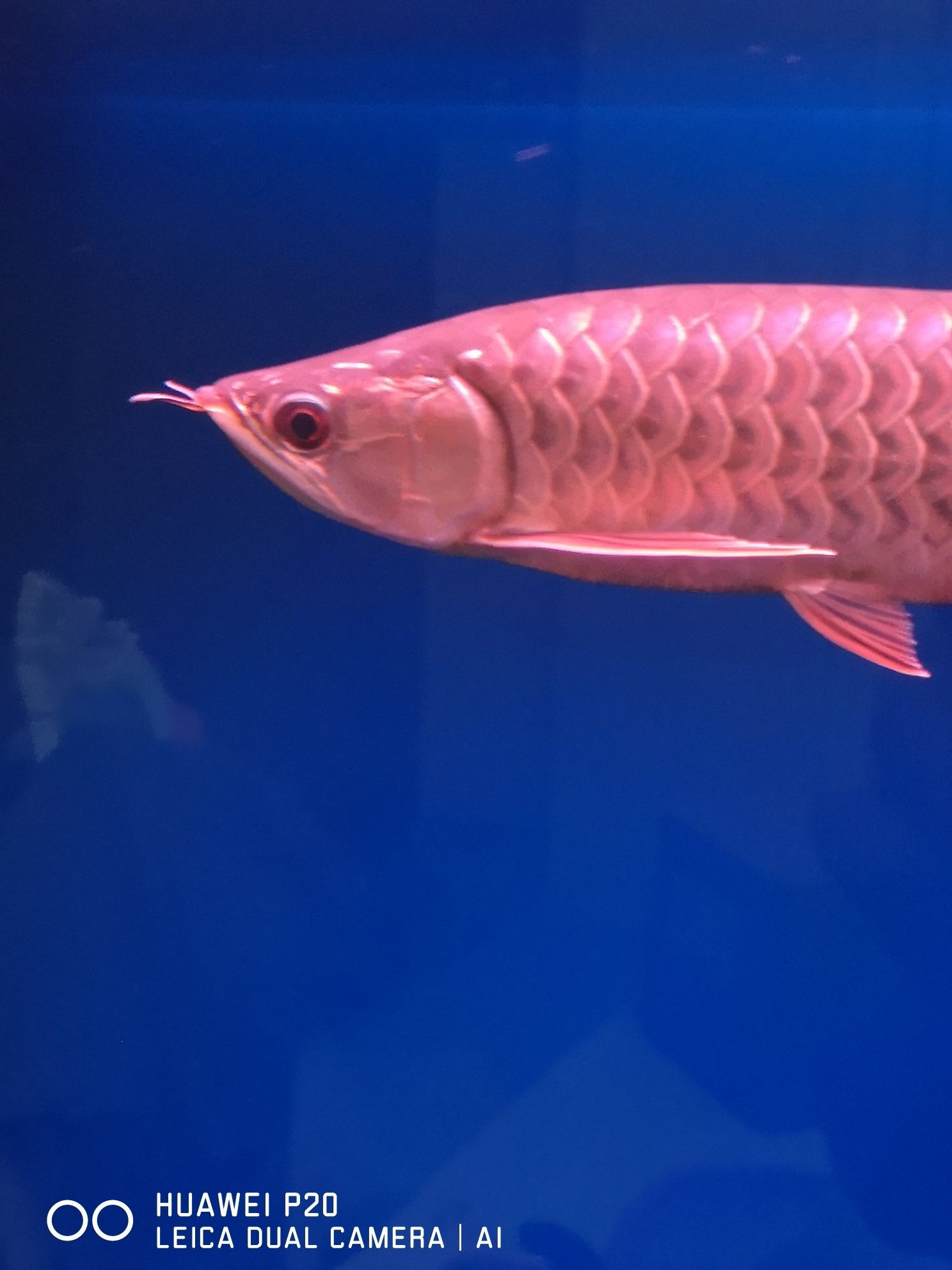 九江水族館大神幫看看兜嘴了？