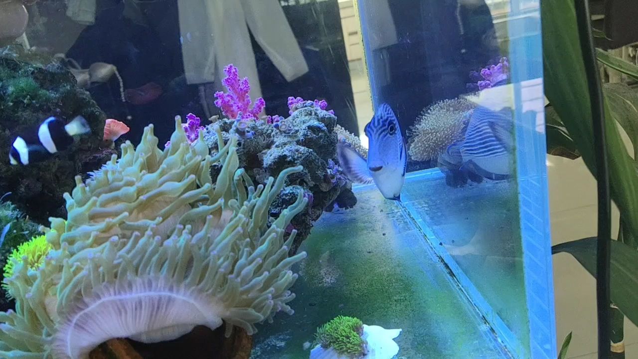 廊坊水族館紅海騎士