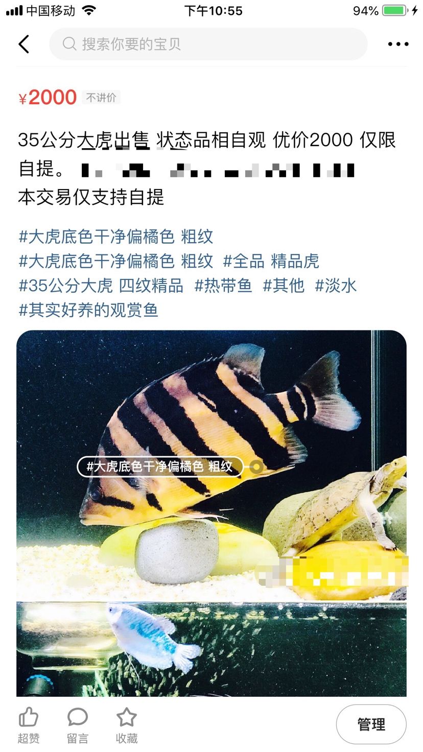 南陽觀賞魚市場出精品大虎目測35?