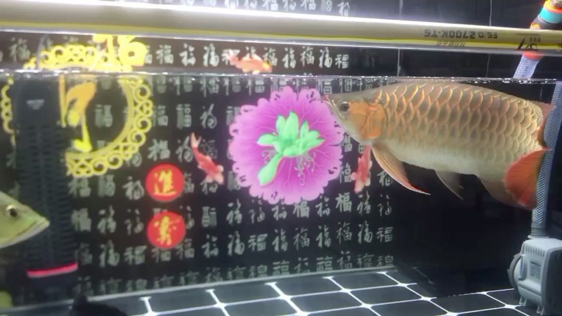 週末換水水渾濁魚狀態(tài)差 古典過(guò)背金龍魚