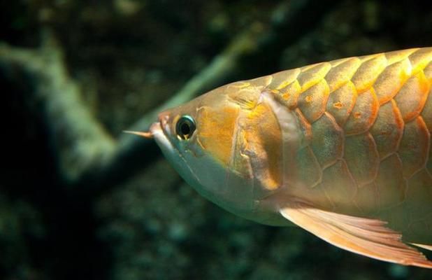 紅龍魚挑選標(biāo)準(zhǔn)（如何挑選紅龍魚） 龍魚百科 第5張