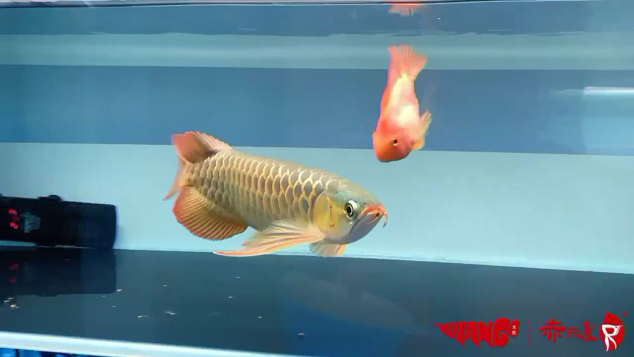 安順水族館放漏