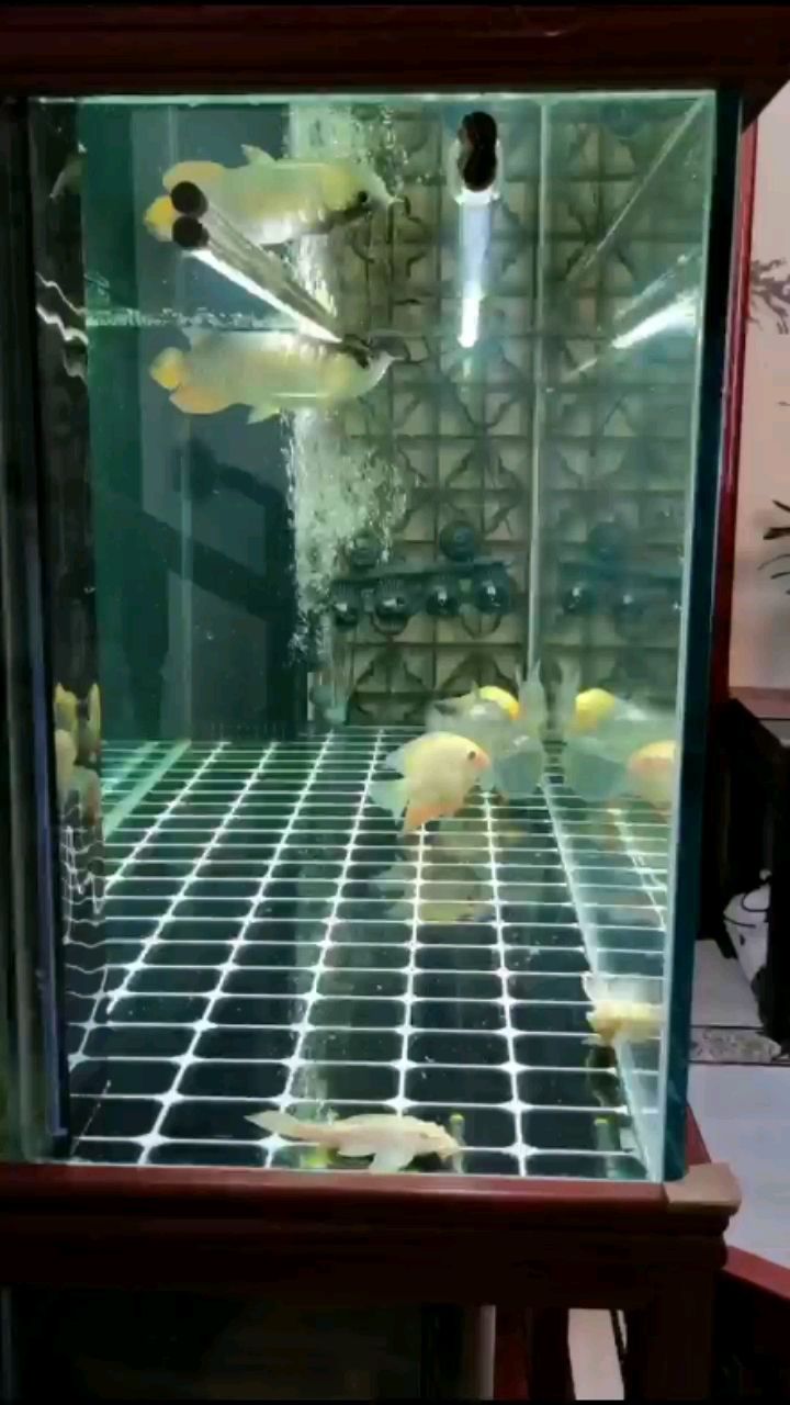 長(zhǎng)治水族館早上好魚兒們