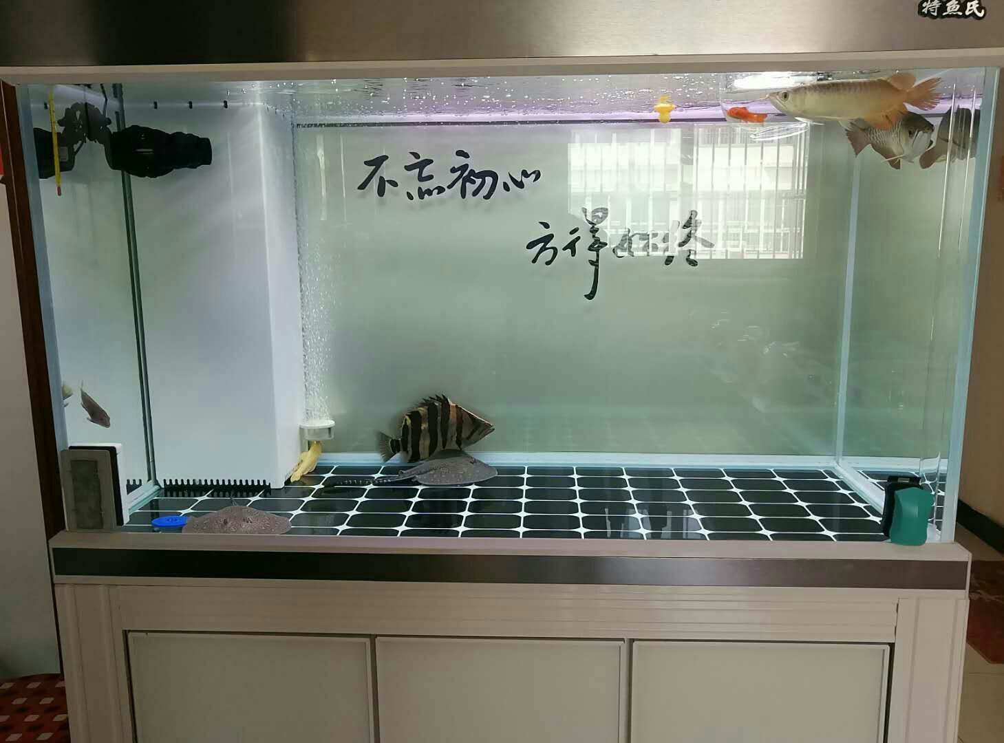 龍虎斗龍魚圈