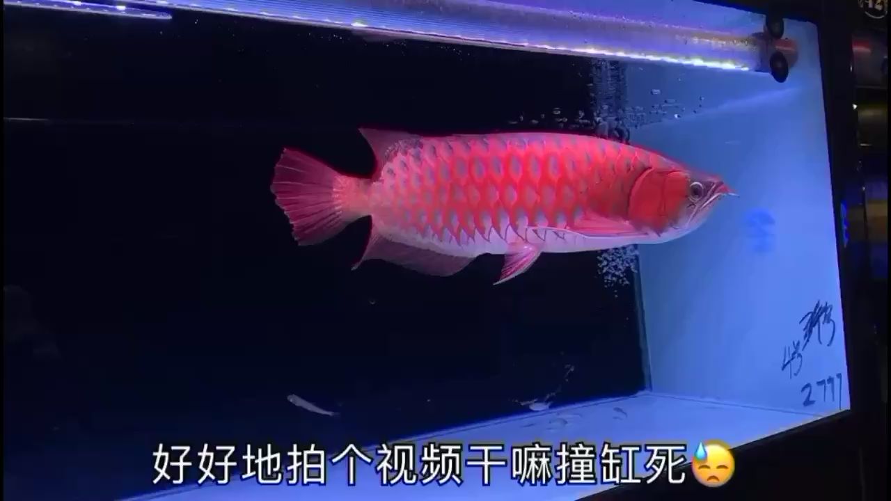 拍個自盡了