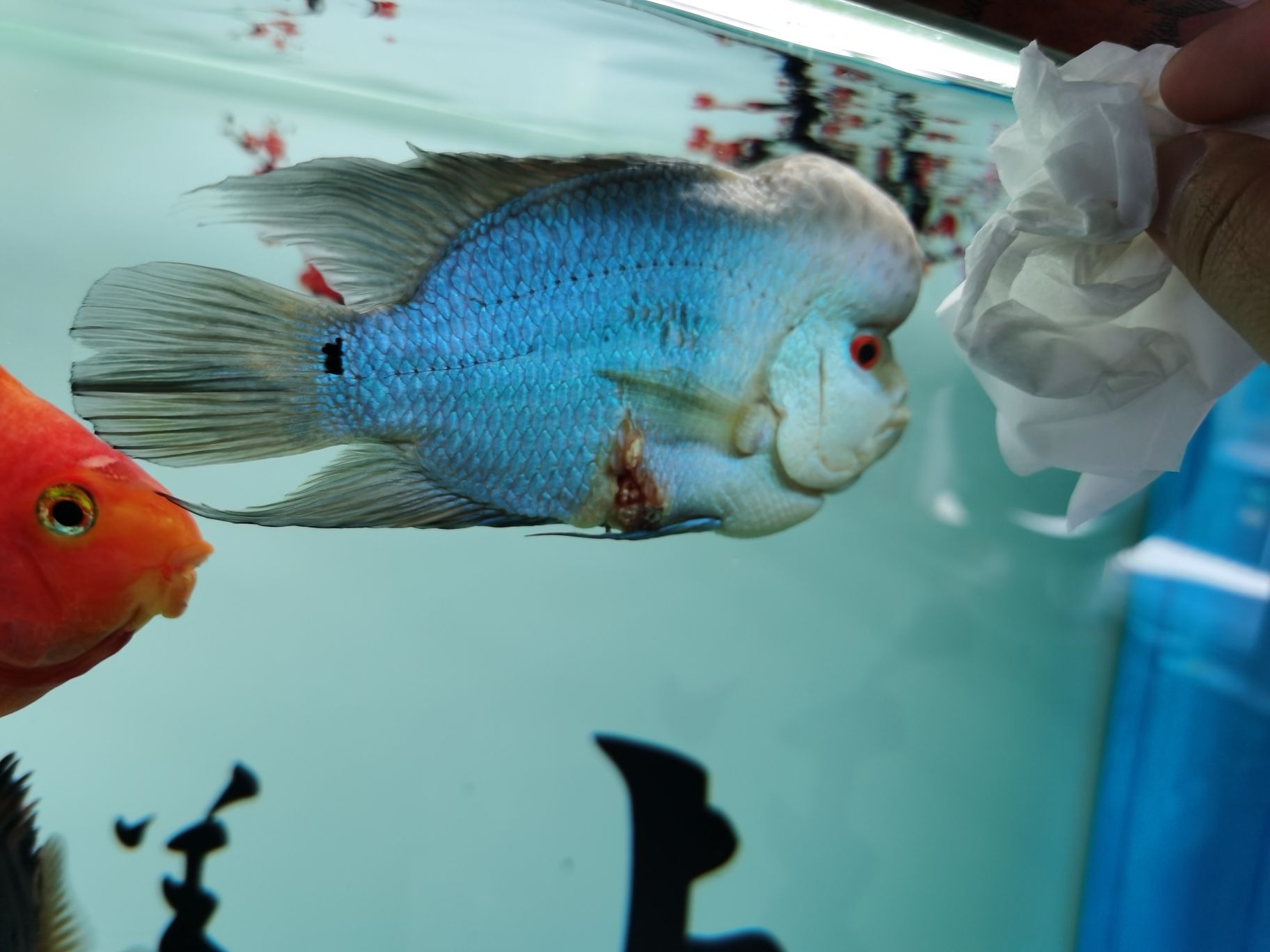 阿克蘇水族館羅漢爛身脫肛