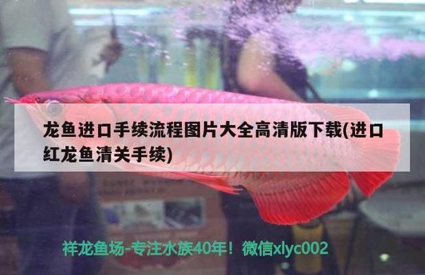 金龍魚一條多少錢40公分（40公分的金龍魚價格大概在多少？） 龍魚百科 第5張