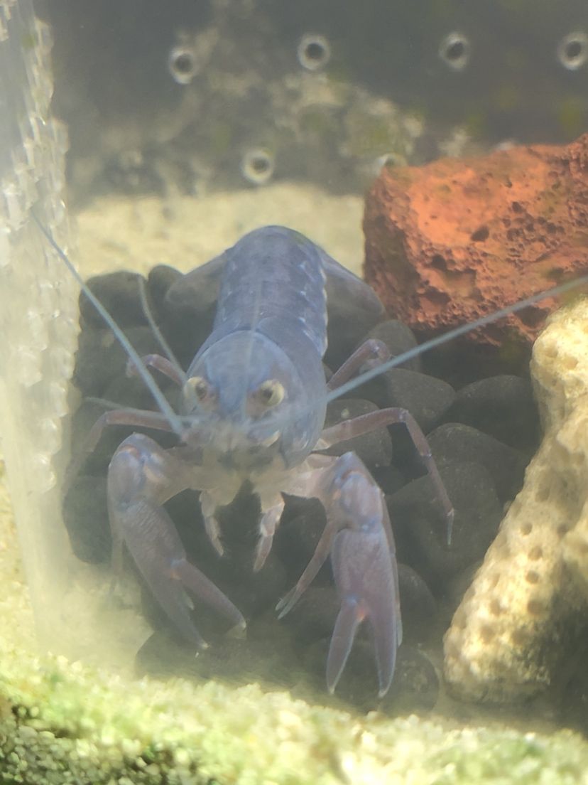 常州水族館兄弟們請(qǐng)問這鰲蝦是什么品種呢