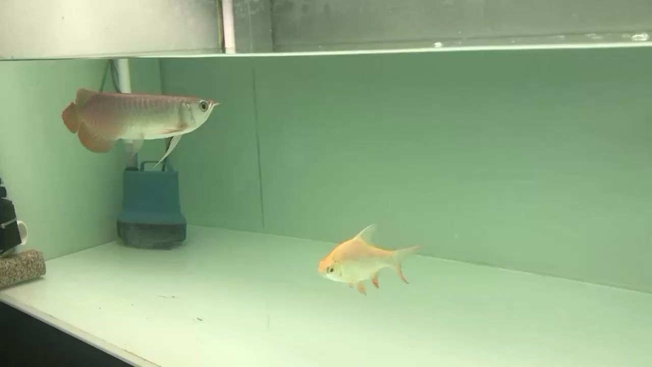 甘孜藏族自治州水族館記錄