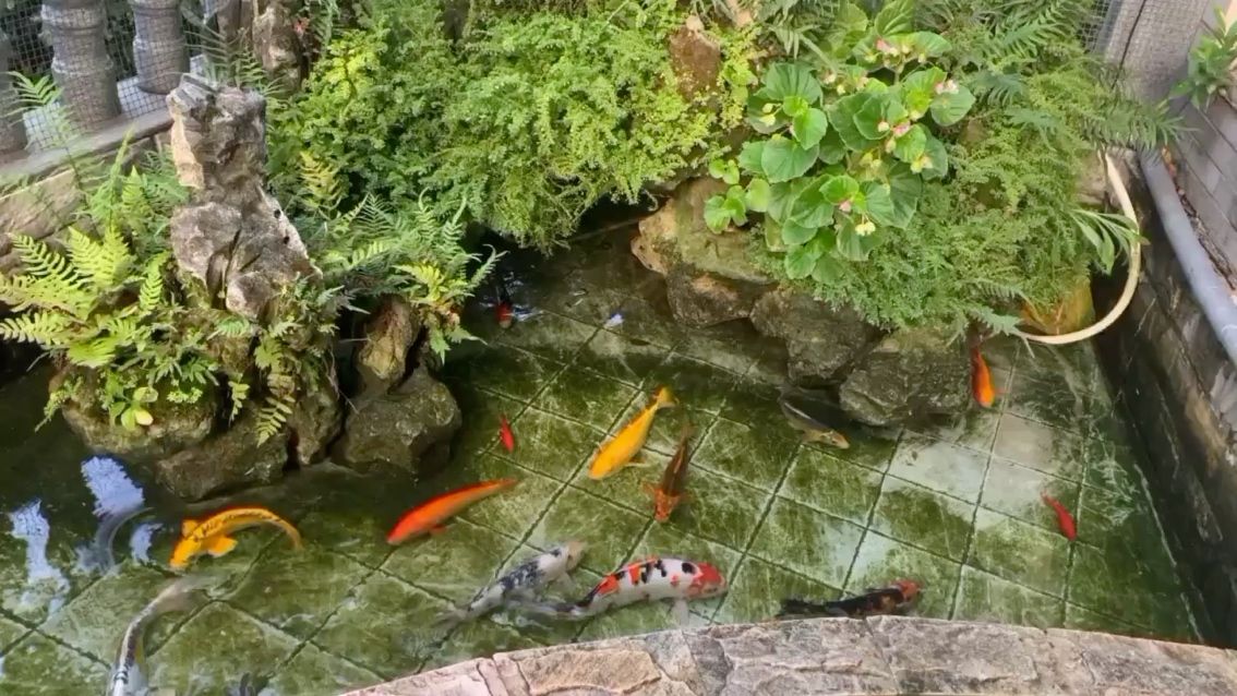 防城港觀賞魚市場錦鯉太久沒照顧