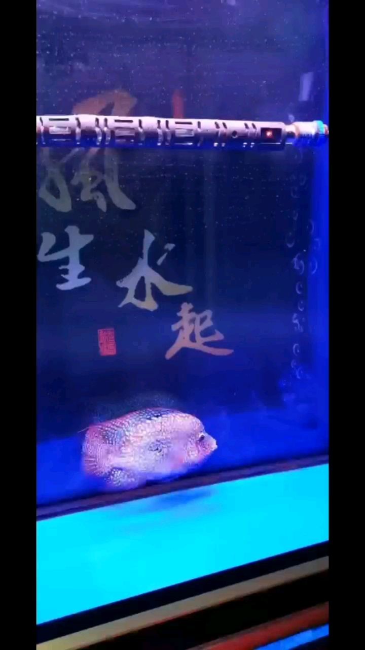 桂林觀賞魚市場溜魚 觀賞魚市場（混養(yǎng)魚） 第1張