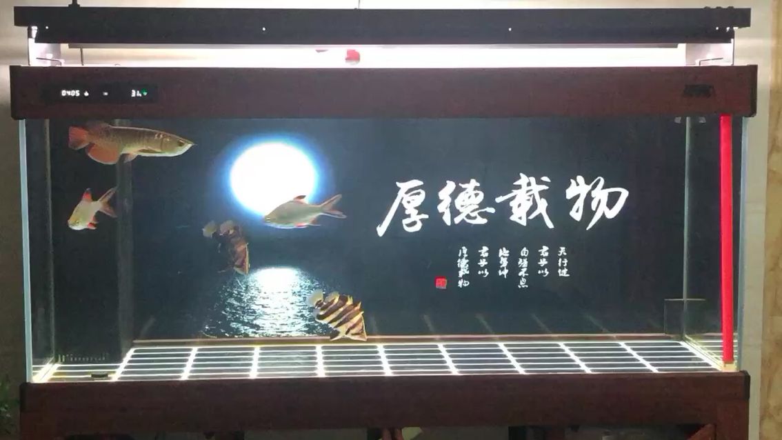 赤峰觀賞魚市場(chǎng)龍騰虎躍