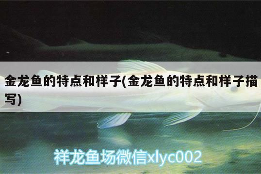 金龍魚外形特征（金龍魚品種分類，金龍魚飼養(yǎng)技巧）