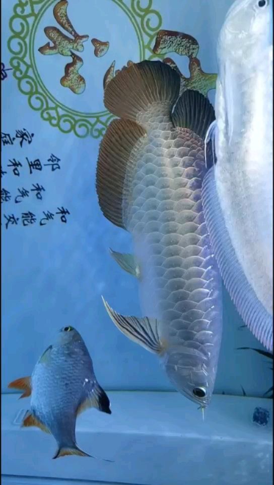 滁州水族館是不是過背金龍？