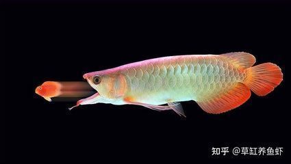 紅龍魚(yú)身上有白色絮狀物是什么（紅龍魚(yú)患上水霉病的預(yù)防措施） 龍魚(yú)百科 第5張