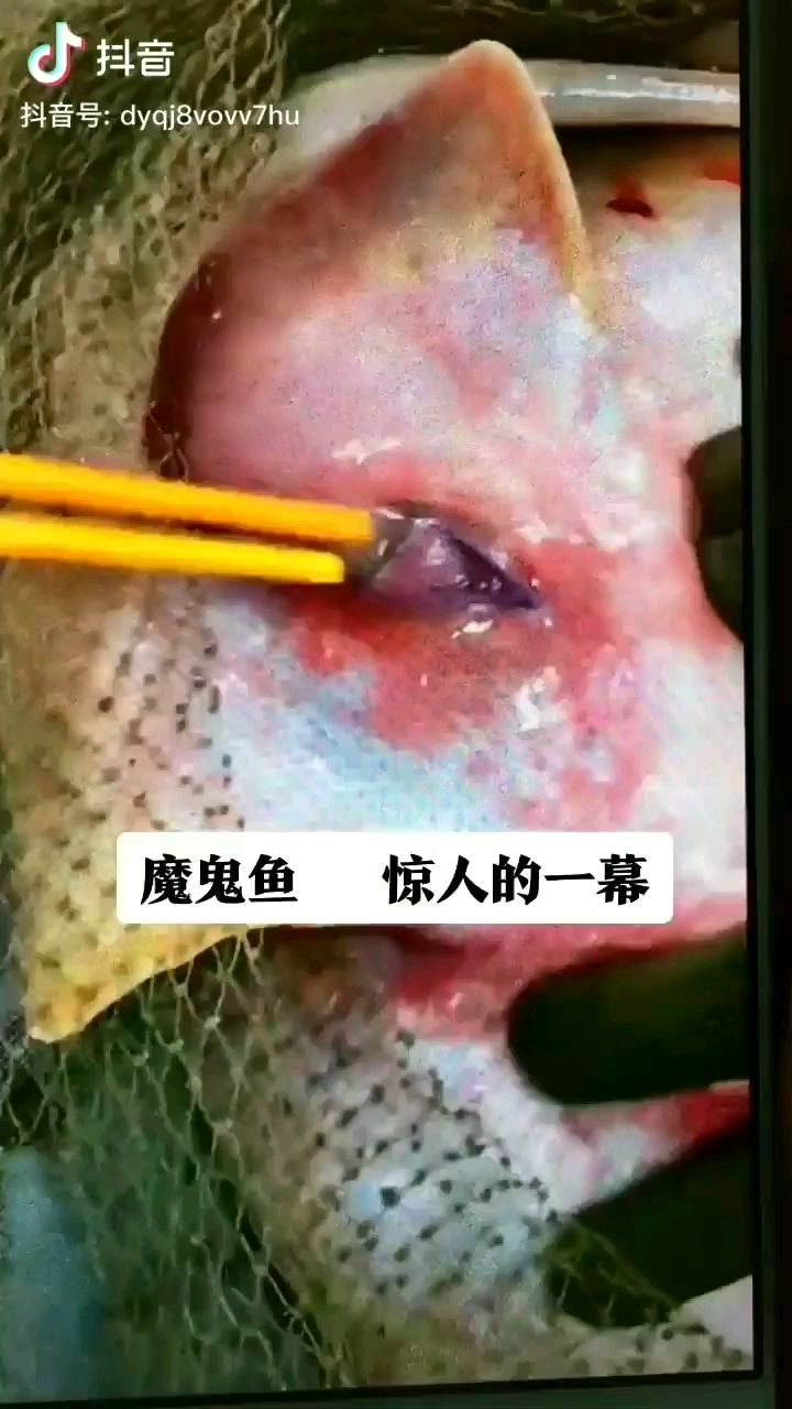 呂梁觀賞魚市場這產(chǎn)量簡直驚呆了 觀賞魚市場（混養(yǎng)魚） 第2張