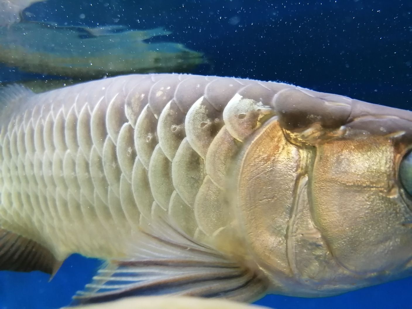 惠州水族館求助大神