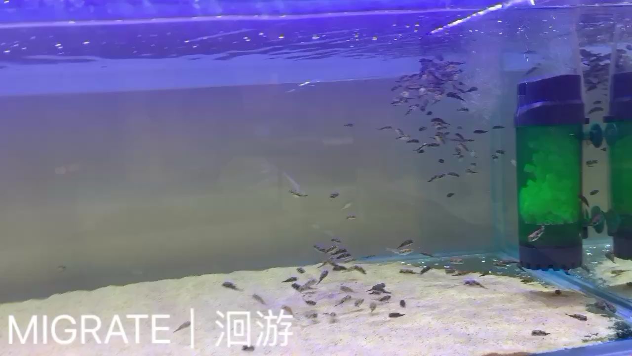 西雙版納傣族自治州水族館阿拉伯魨斑馬狗頭